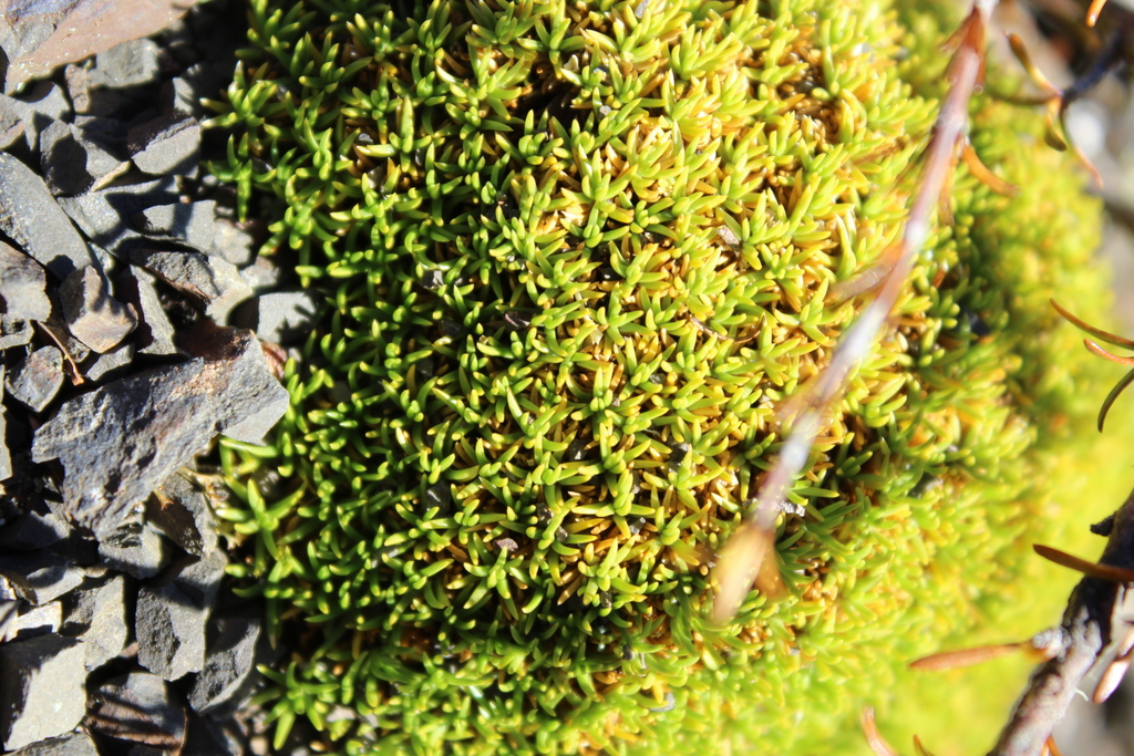 Scleranthus uniflorus; photograph (c) Joe Dillon, some rights reserved (CC BY)