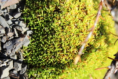 Scleranthus uniflorus