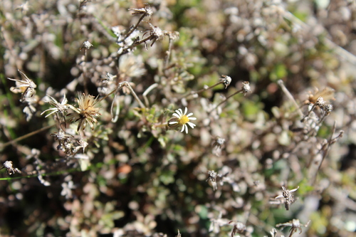Vittadinia australis observed 2026-07-14