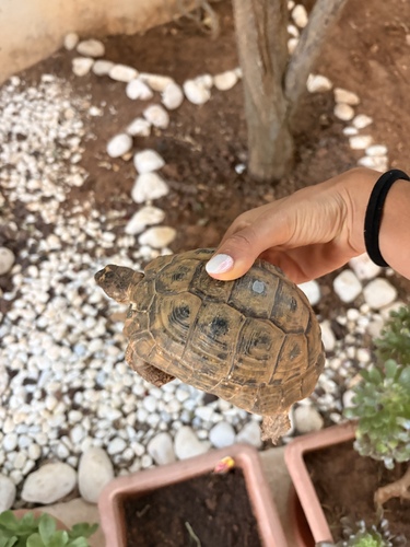 Greek Tortoise
