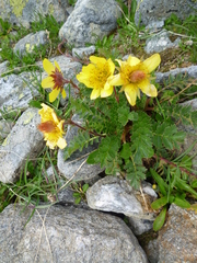 Geum reptans