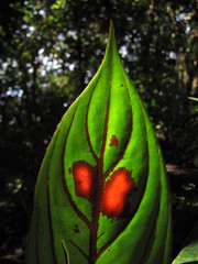Columnea dimidiata