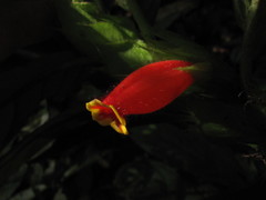 Columnea dimidiata
