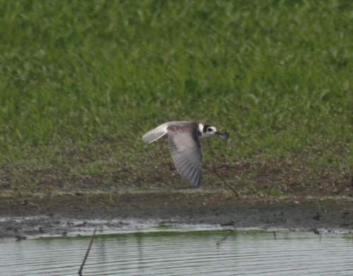 iNaturalist image