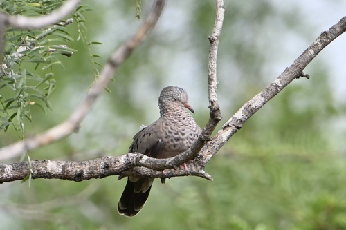 Common Ground Dove observed by f6r4h9m