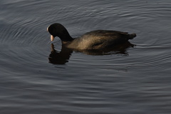 Fulica atra