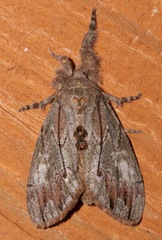 Dasychira dominickaria