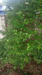 Backhousia myrtifolia