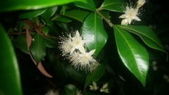 Backhousia myrtifolia