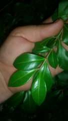 Backhousia myrtifolia