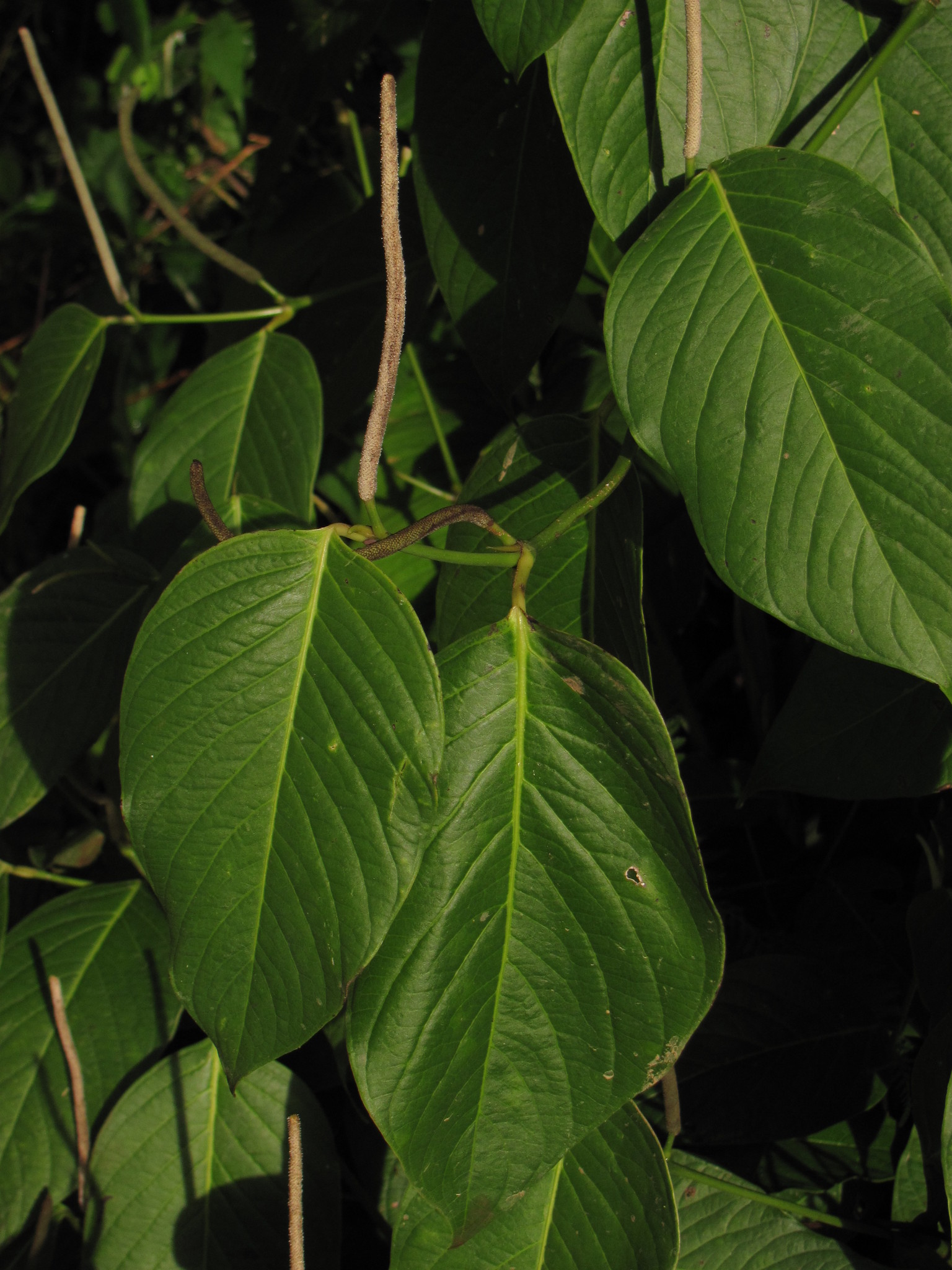 Piper Tool Piper glanduligerum - Growing Guide & Care Tips | BioGardens.org