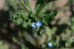 Bothriospermum chinense