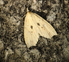 Olulis puncticinctalis