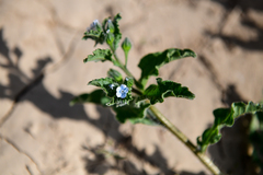 Bothriospermum chinense