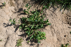 Bothriospermum chinense