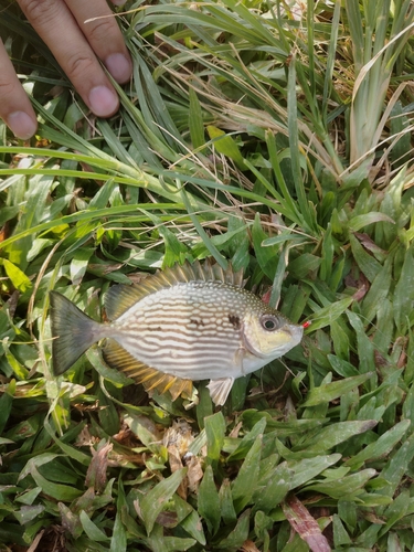 Bluespotted spinefoot (Siganus javus) — Siganidae — 3
