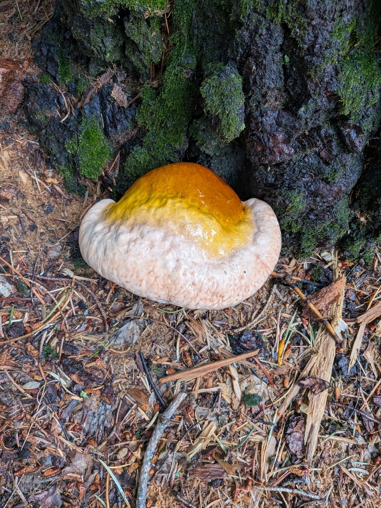 hemlock varnish shelf · July 2026 · photo: Photo: (c) Elliot Kulakow, some rights reserved (CC BY) · iNaturalist