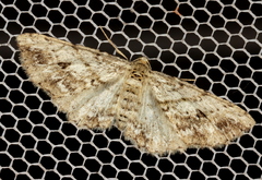 Boarmia curtaria