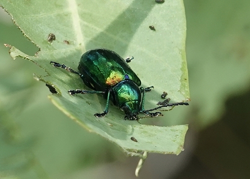 Dogbane Leaf Beetle