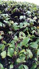 Prunus triloba