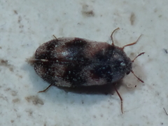 Trogoderma angustum