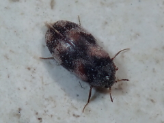 Trogoderma angustum