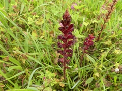 Orobanche foetida