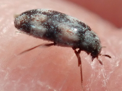 Trogoderma angustum