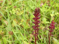 Orobanche foetida