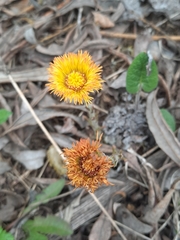 Tussilago farfara