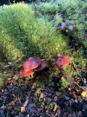 Cortinarius cardinalis