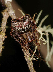 Australomimetus sennio