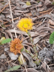 Tussilago farfara