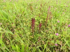 Orobanche foetida
