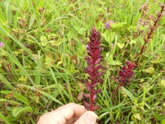 Orobanche foetida