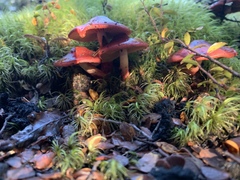 Cortinarius cardinalis