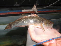 Gobiomorus maculatus