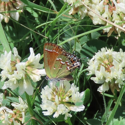 Juniper Hairstreak
