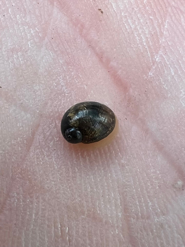 Succinea unicolor observed 2026-07-17