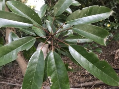 Daphniphyllum teijsmannii