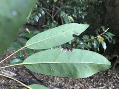 Daphniphyllum teijsmannii