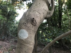 Daphniphyllum teijsmannii