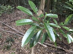 Daphniphyllum teijsmannii