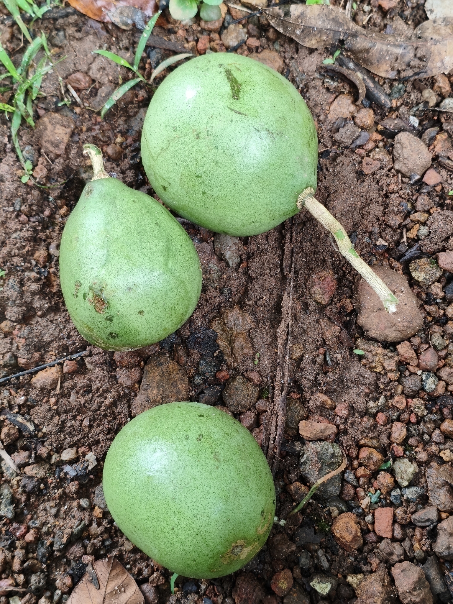 Imagem de Aegle marmelos