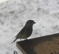 Chloris chloris chloris