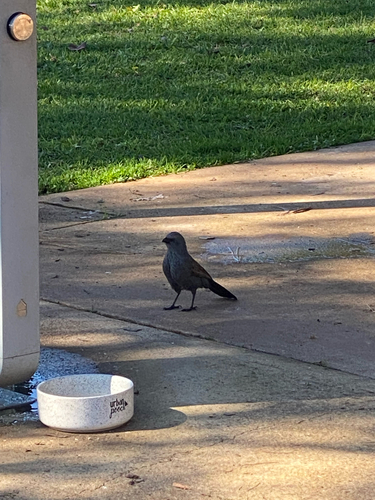 Apostlebird