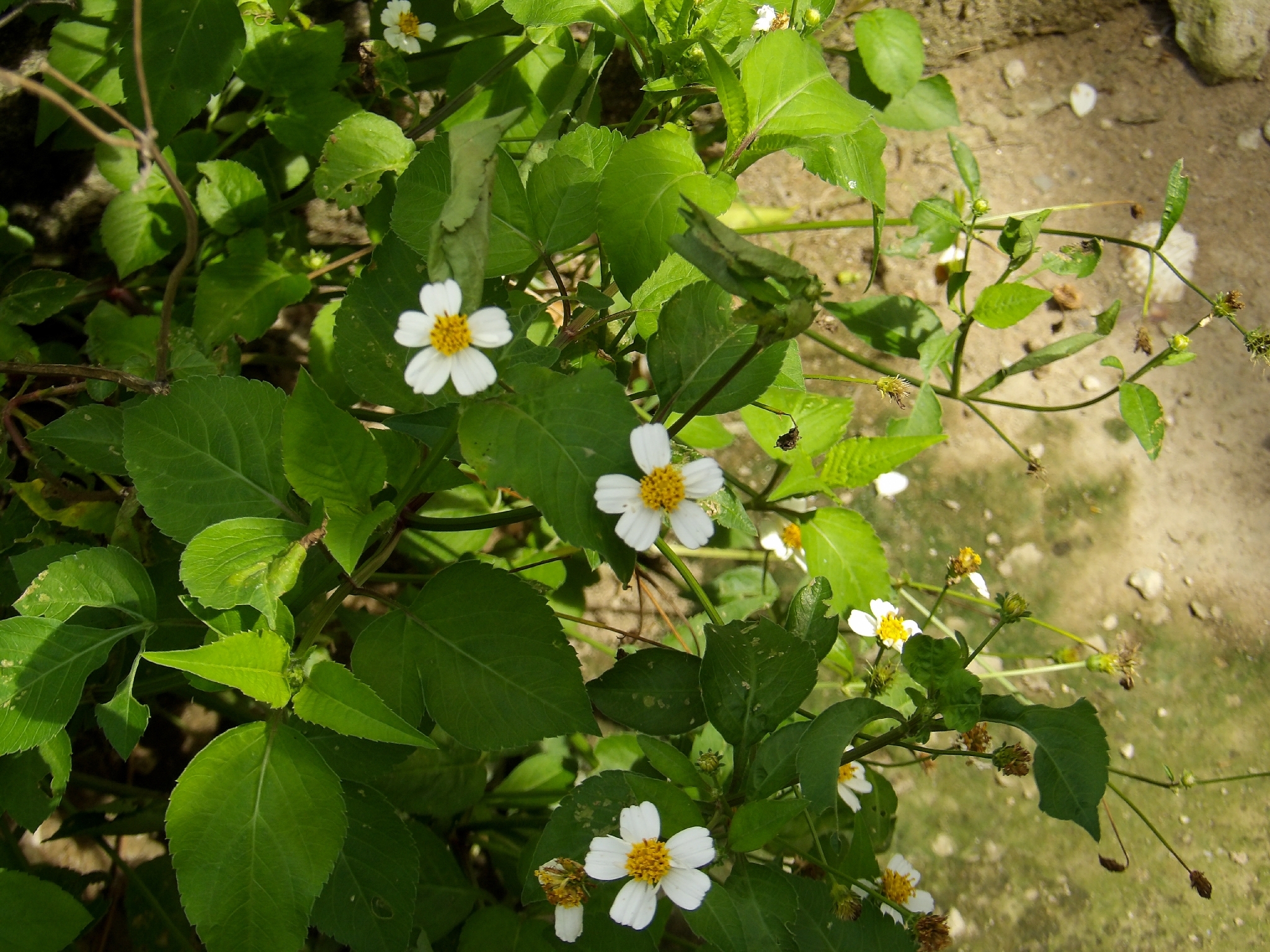 Bidens pilosa — ảnh 2