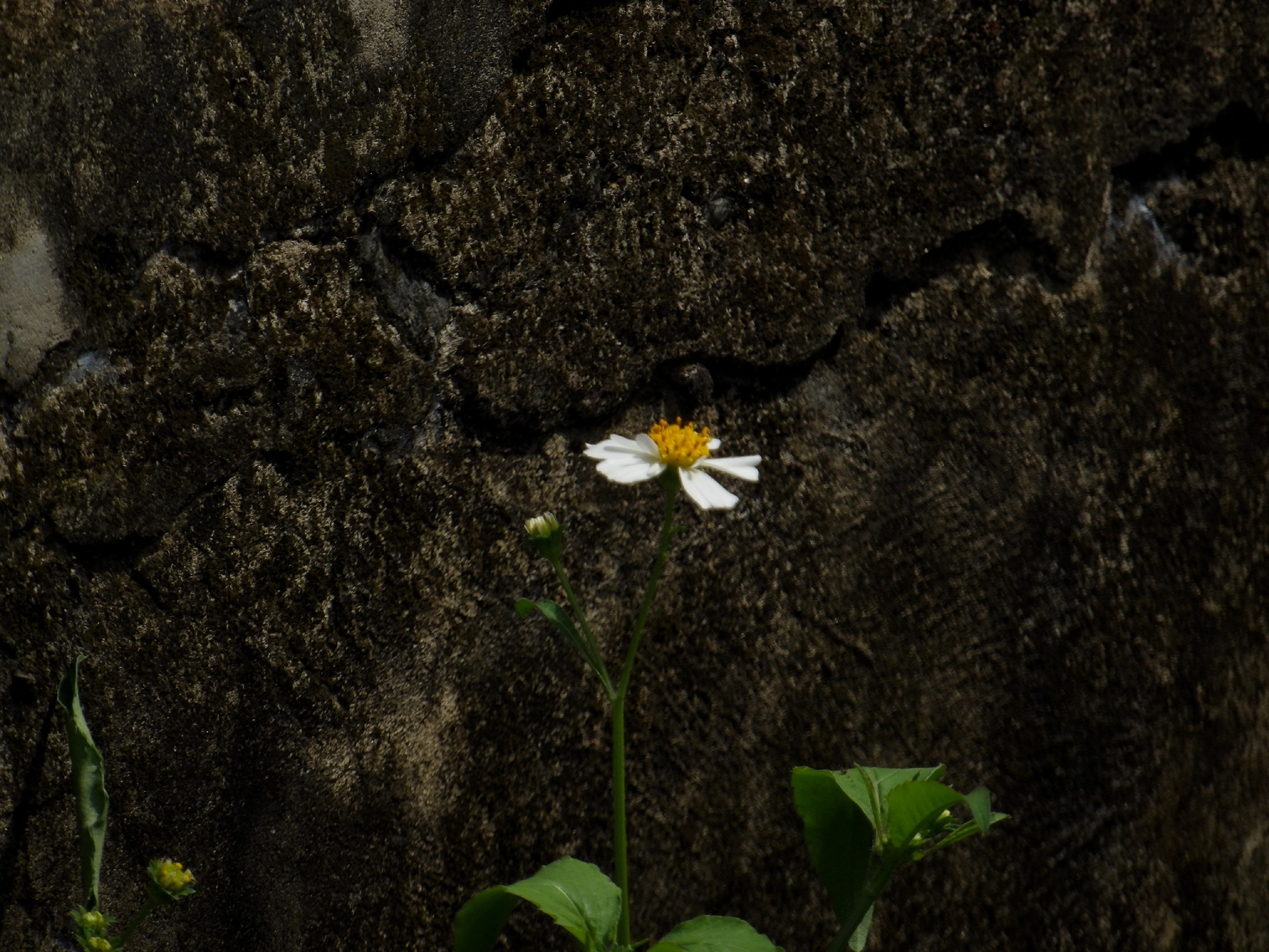 Bidens pilosa — ảnh 3