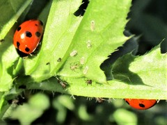 Ceratomegilla undecimnotata