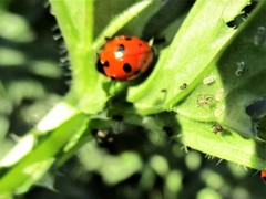 Ceratomegilla undecimnotata